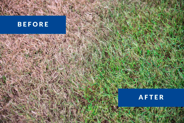 Organic Turf Painting-knoxville-irrigation-lawn-care-maryville-tn