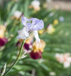 May Flowers-knoxville-irrigation-lawn-care-maryville-tn