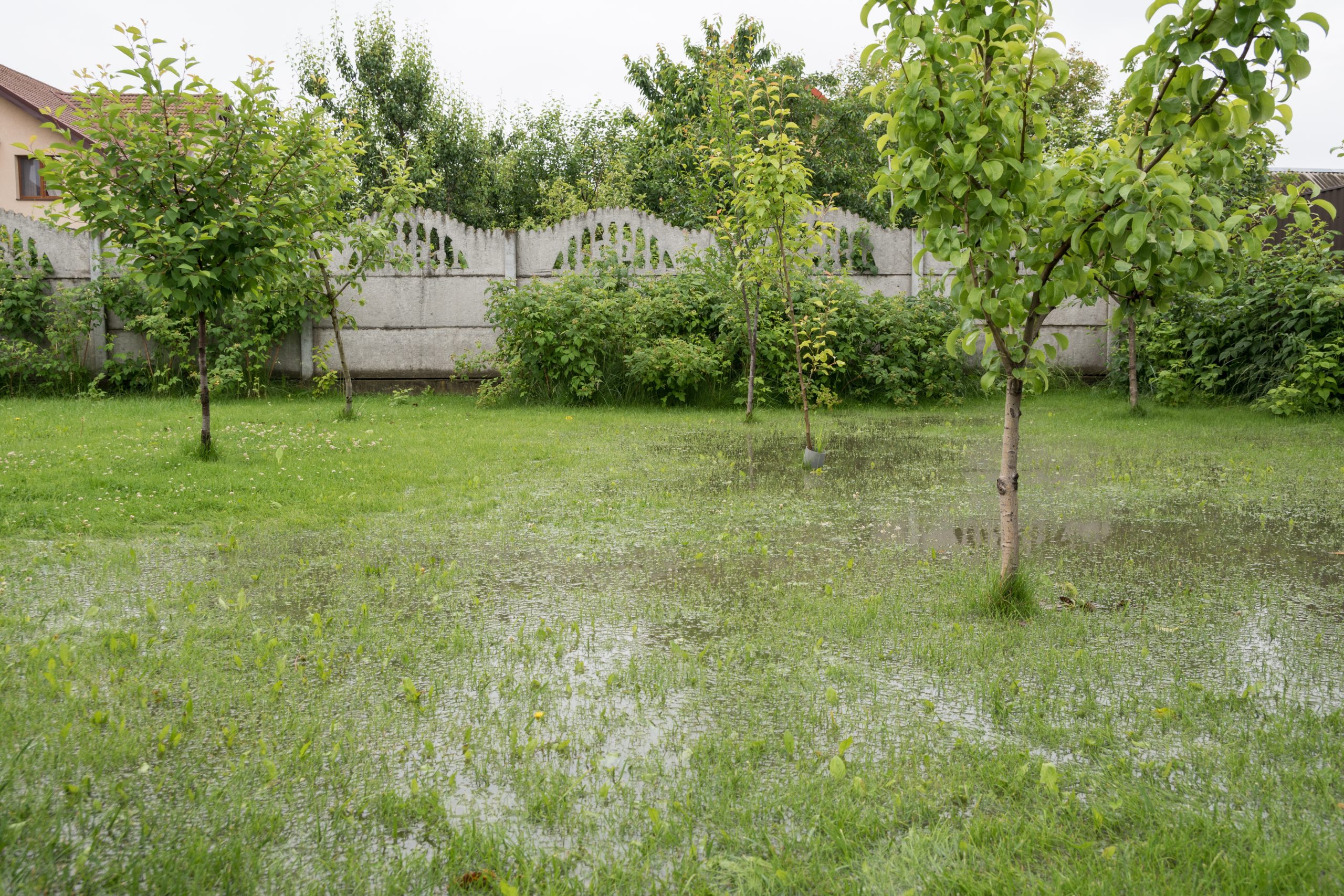 Backyard drainage problems